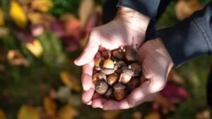 Unlocking the Power of Acorns: A Guide to Preparing Nature’s Nutritious Nut