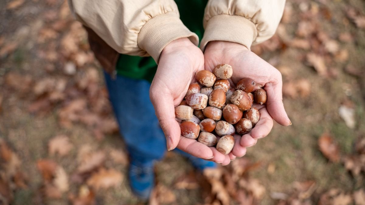 Unlocking the Power of Acorns: A Guide to Preparing Nature’s Nutritious Nut