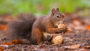 Unlocking the Power of Acorns: A Guide to Preparing Nature’s Nutritious Nut