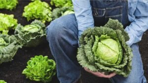 Unlock the Power of Cabbage: A Nutrient-Dense Health Booster